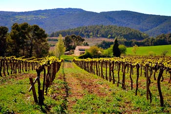 Penedes (Пенедес)