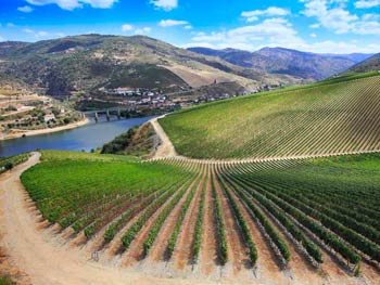 Ribera del Duero